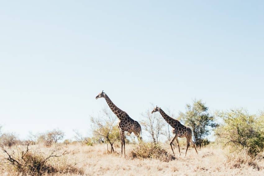 découvrez l'aventure inoubliable d'un safari : explorez des paysages sauvages, observez des animaux majestueux dans leur habitat naturel et vivez des moments exceptionnels au cœur de la faune. partez pour un voyage qui éveillera vos sens et nourrira votre passion pour la nature.